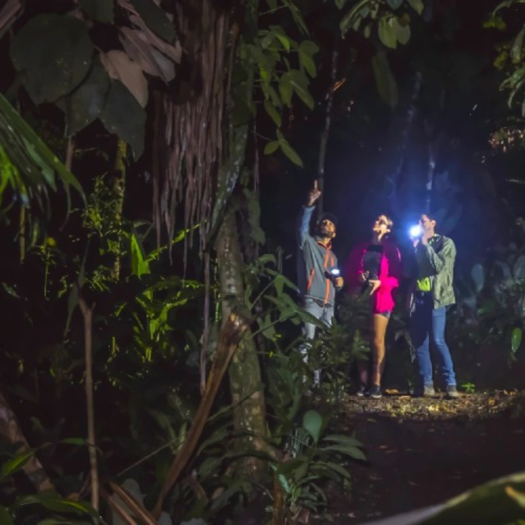 Night Walks & Nocturnal Wildlife