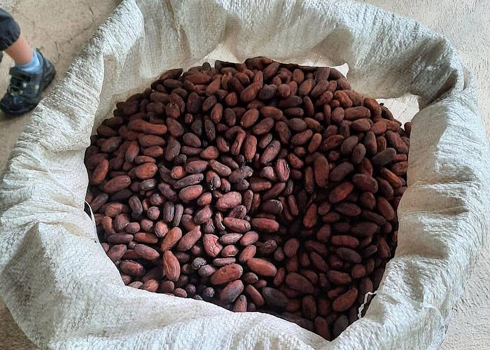 Don Olivo Chocolate Tour