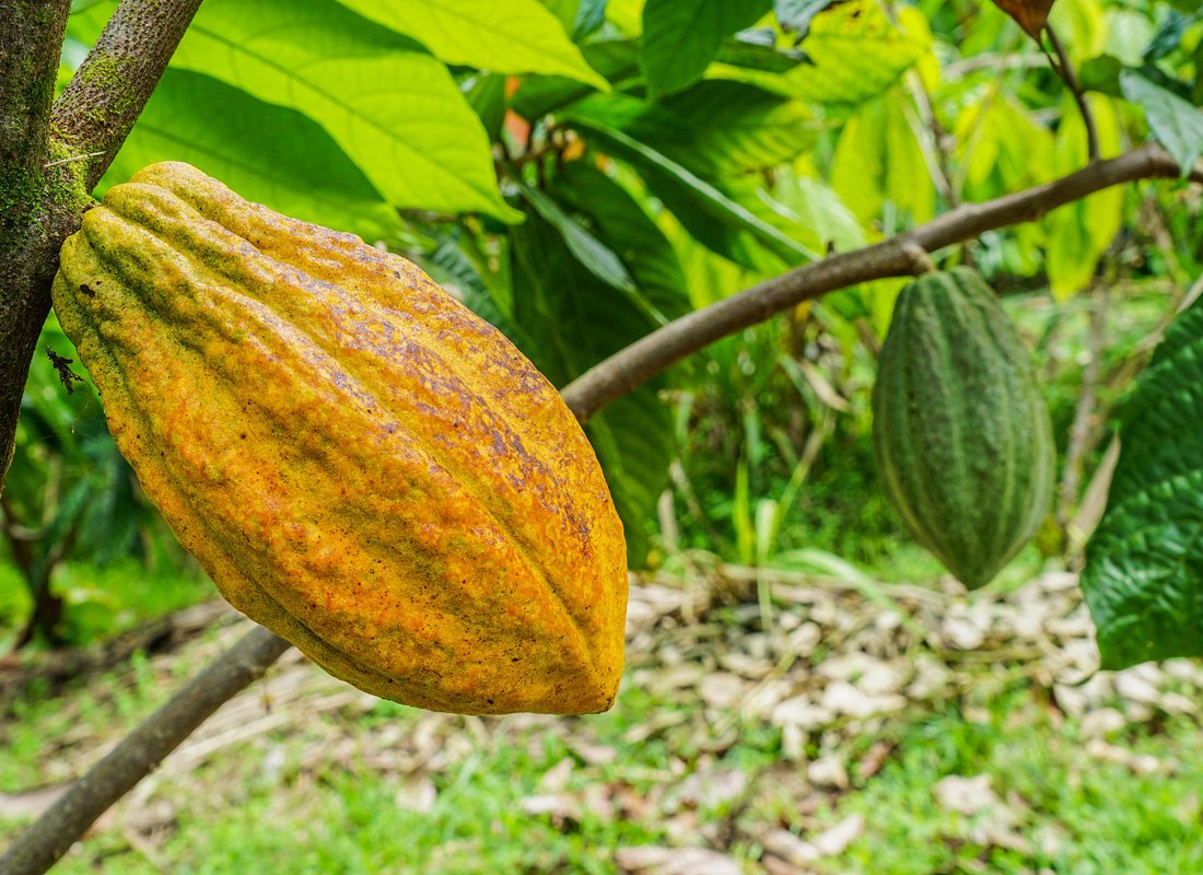 North Fields Cafe: Craft Specialty Coffee and Chocolate Tour