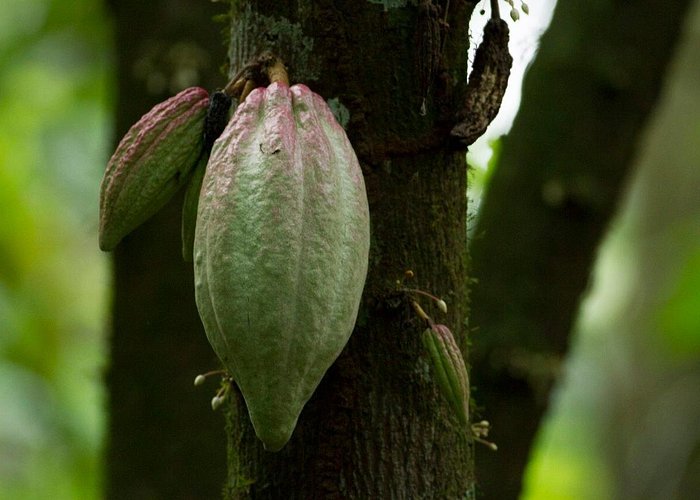 Maleku Indigenous Reserve Tour