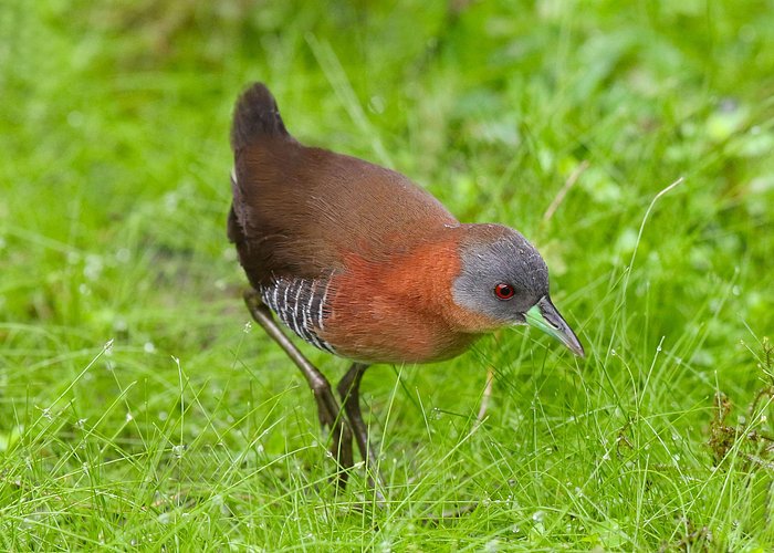 Bogarin Trail Sloth Guided Tour