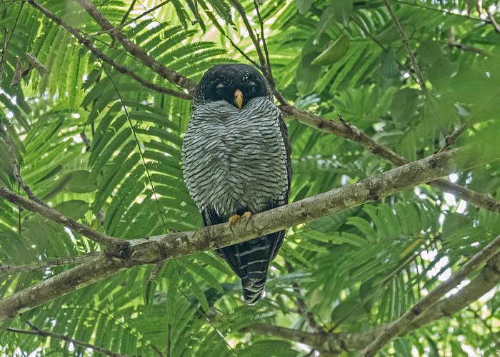 Bogarin Trail Sloth Guided Tour