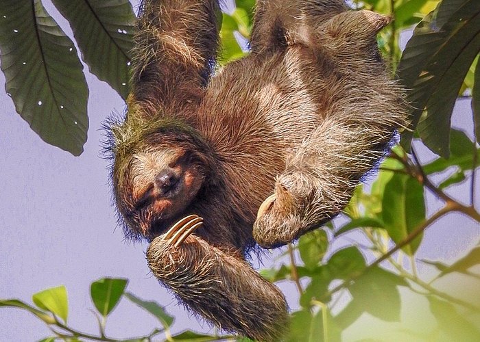 Bogarin Trail Sloth Guided Tour