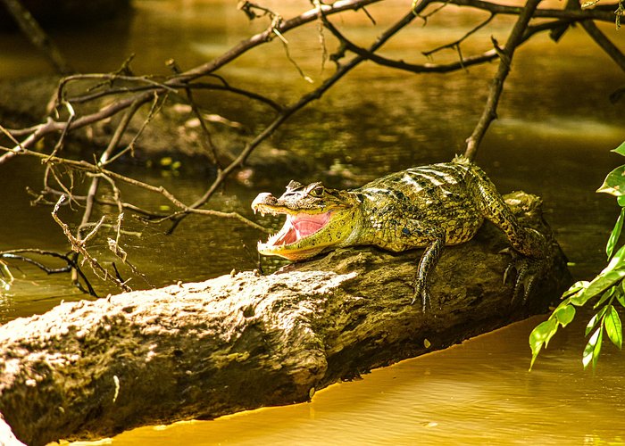 Caño Negro Wildlife Boat Safari from La Fortuna