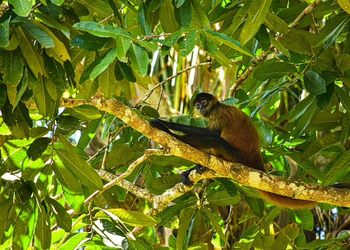 Caño Negro Wildlife Boat Safari from La Fortuna