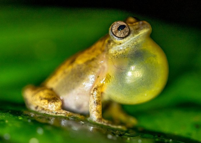 Ecocentro Danaus Night Walk