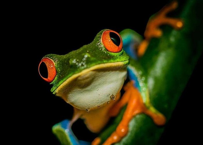 Ecocentro Danaus Night Walk