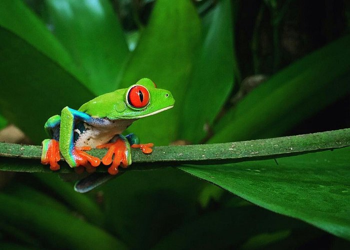 Ecocentro Danaus Night Walk