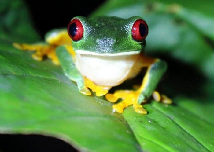 Arenal Oasis Night Walk