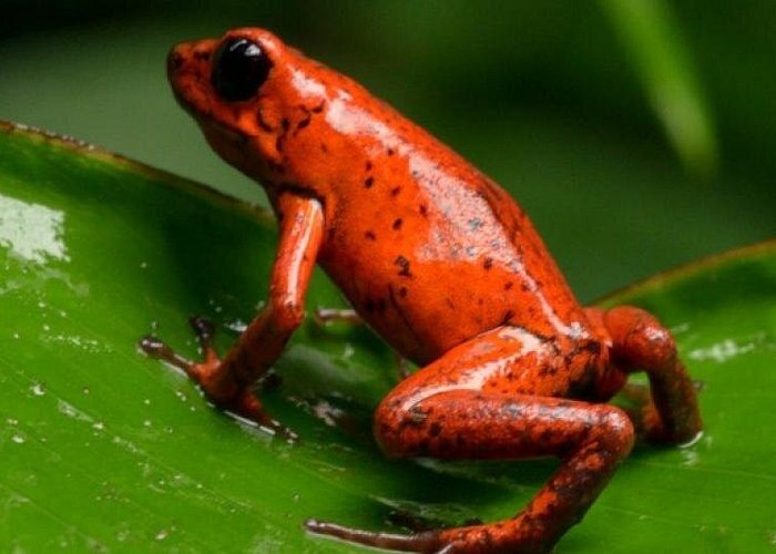 Arenal Oasis Night Walk