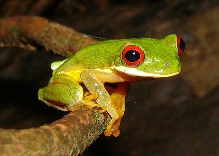 Arenal Oasis Night Walk
