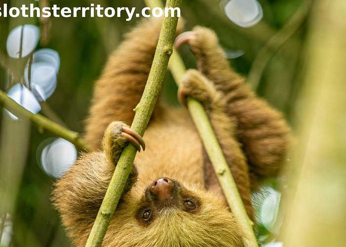 Sloths Watching Tour through Sloth’s Territory