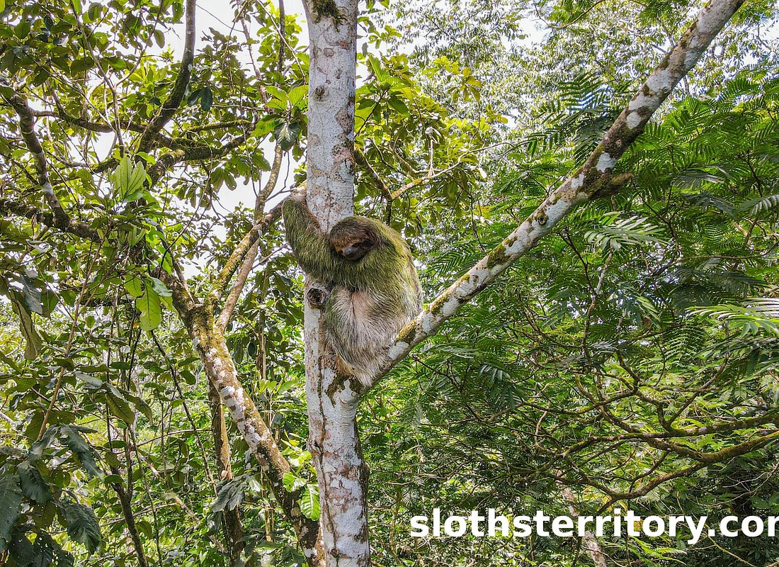 Sloths Watching Tour through Sloth’s Territory