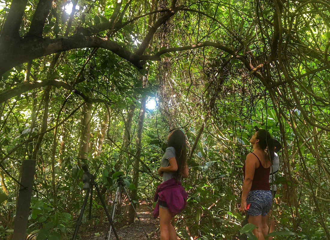 Sloths Watching Tour through Sloth’s Territory