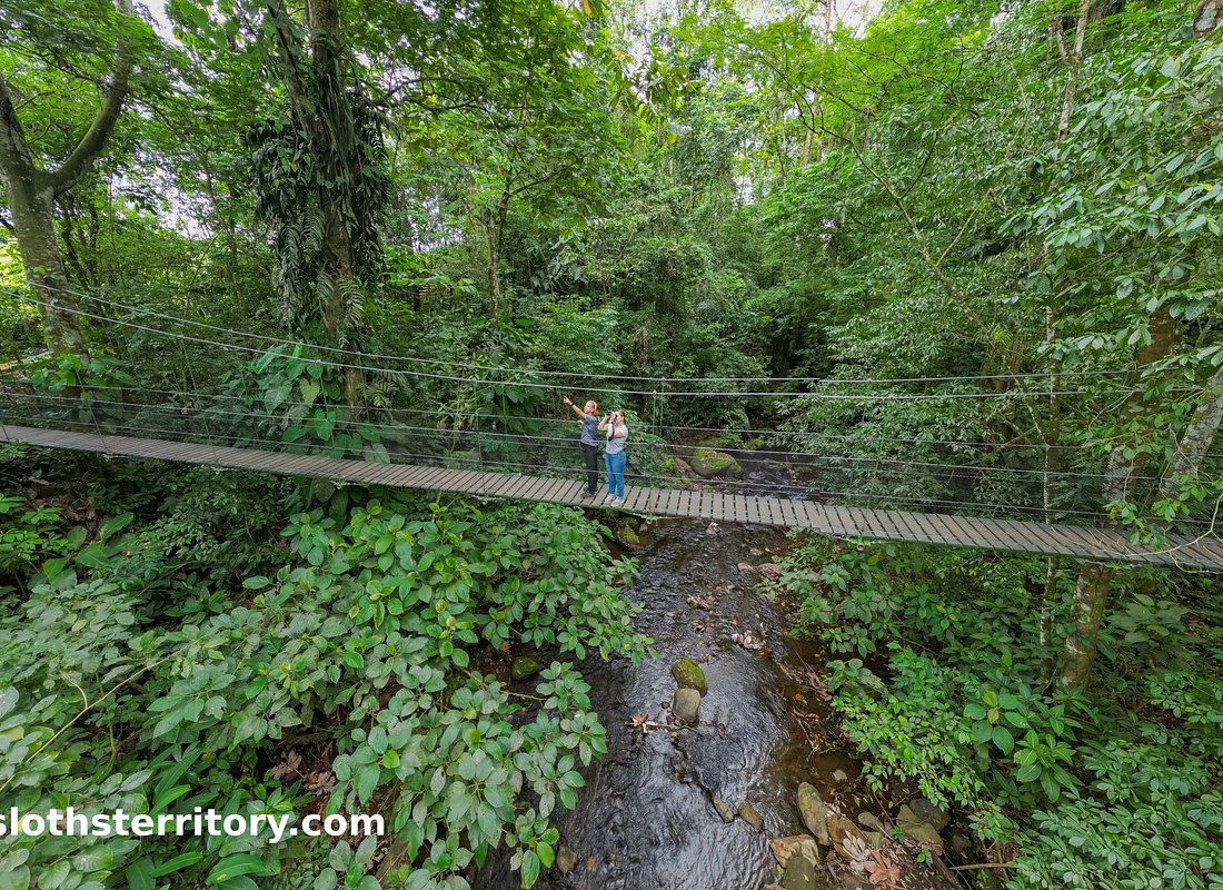 Sloths Watching Tour through Sloth’s Territory